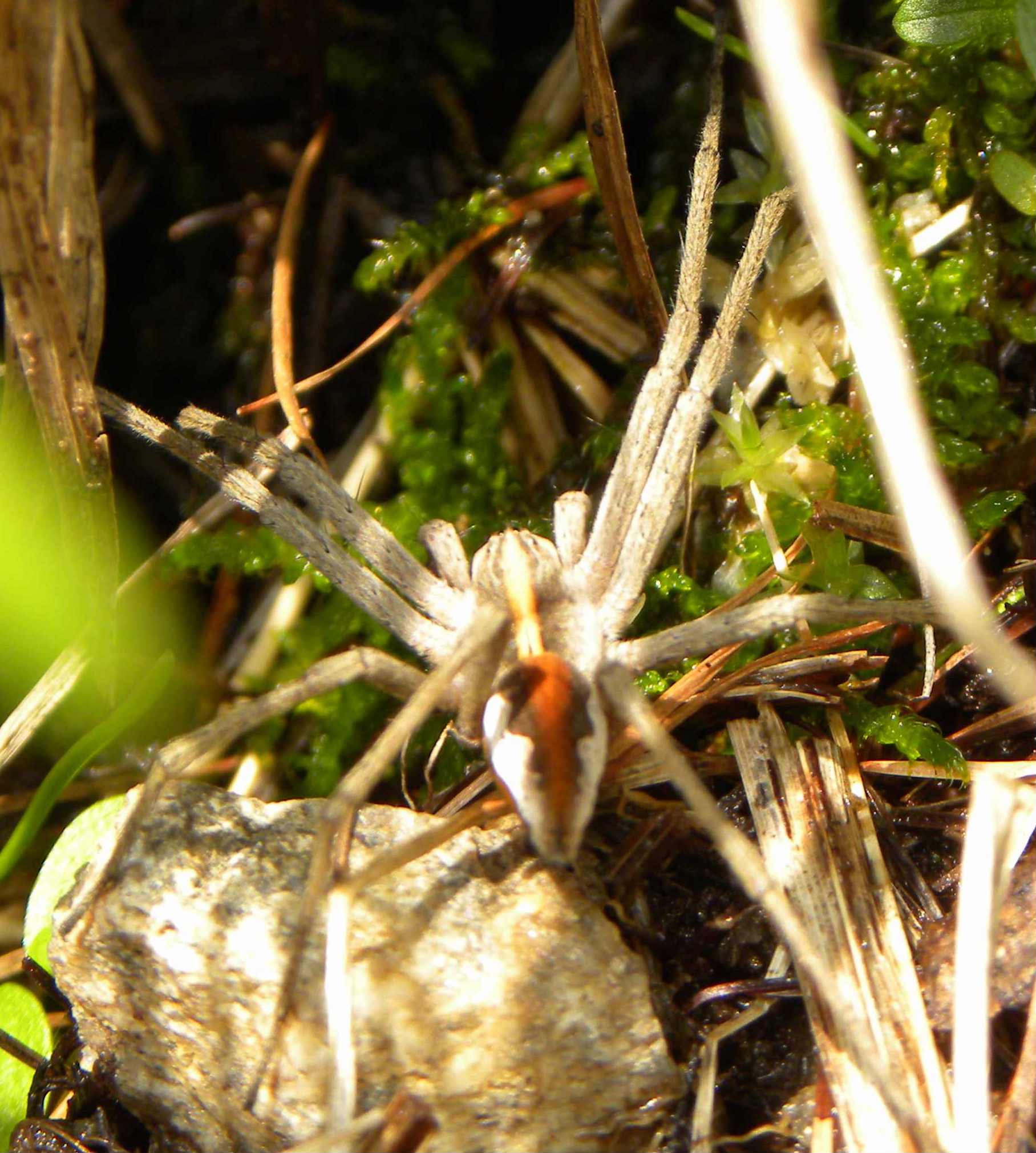Pisaura sp.